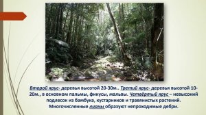 Тема урока: ""Жизнь в тропическом поясе"