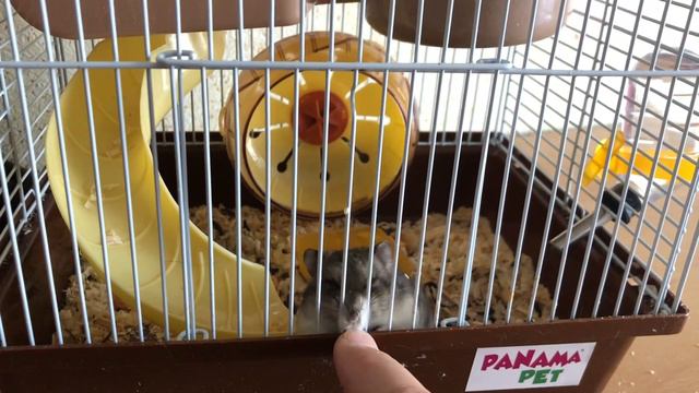 Кусачий Хомяк 🐹 смотреть онлайн