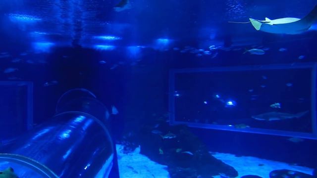 BEM-VINDOS AO AQUARIO - PARTE 2 смотреть онлайн