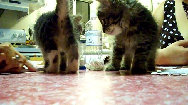 Kittens attack Boggle game смотреть онлайн
