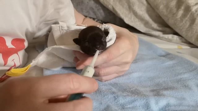 Кормление щенков Чихуаху искусственной смесью. При эклампсии. смотреть онлайн