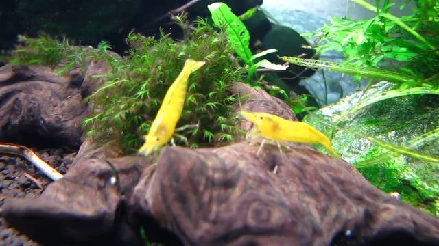 Жёлтые вишни на коряжке!! смотреть онлайн