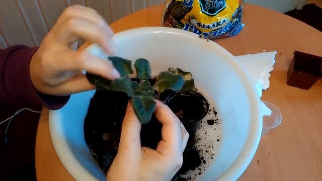 Спасаем фиалку часть 1! смотреть онлайн