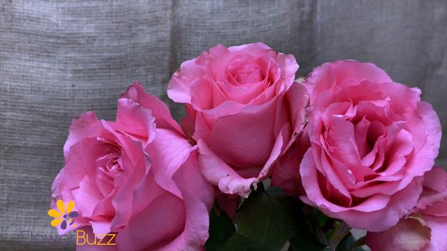 Rose Pretty in Pink смотреть онлайн