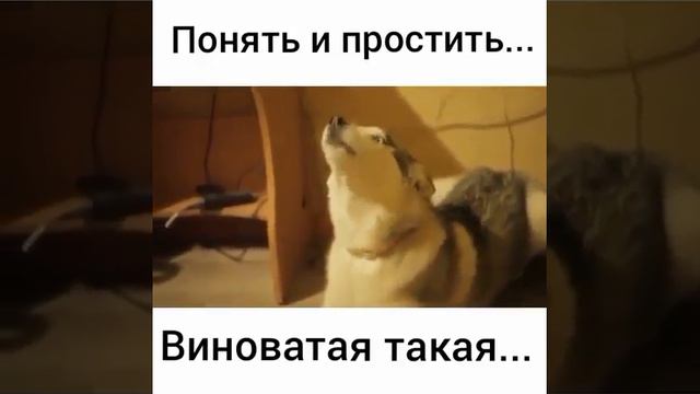 Моя собака сожрала пульт смотреть онлайн