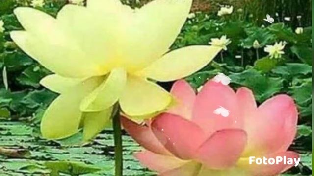 ДОБРЫЙ ВЕЧЕР! ЛОТОС- БОЖЕСТВЕННЫЙ ЦВЕТОК! смотреть онлайн