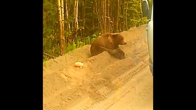 ДОБРЫЙ МЕДВЕДЬ смотреть онлайн