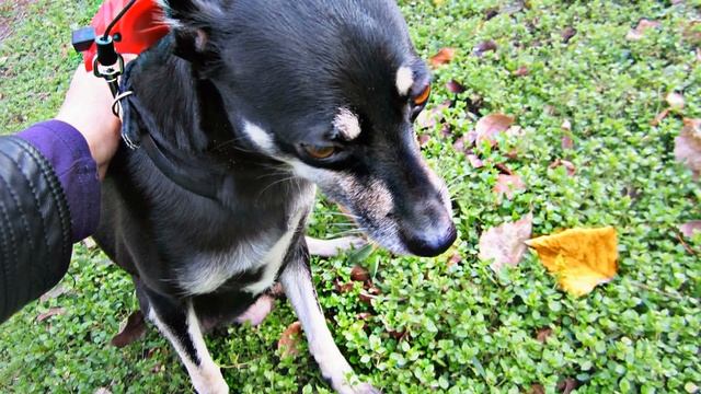 Прогулка Люси смотреть онлайн