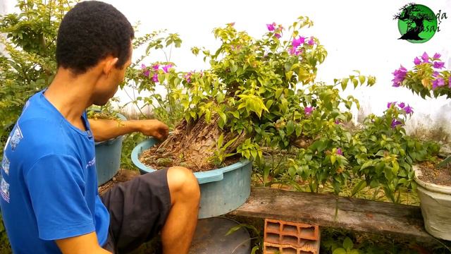 A folha do meu bonsai ta amarela e agora смотреть онлайн