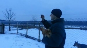 Коршун крадет кур // Как защитить кур от хищных птиц // Наш опыт // Ужасы в деревне