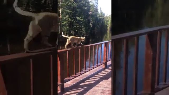 Котёнок породы чаузи ф2 на прогулке смотреть онлайн