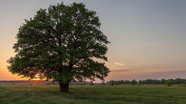 Дуб у славян смотреть онлайн