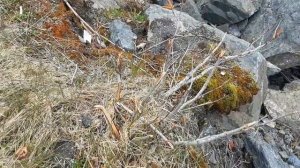 Первая рыбалка на Аляске. США. Анкоридж.