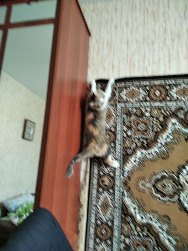 Кот артём выловил много рыб Cat Goes Fishing #2