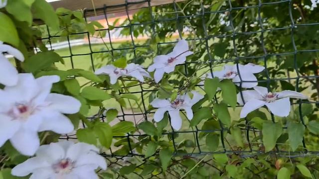 Clematis l Summer bloom смотреть онлайн