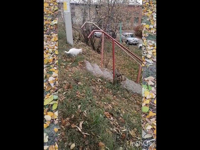 Three cats смотреть онлайн