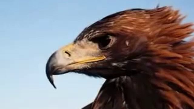 Сабина Саидова - Дагестан смотреть онлайн