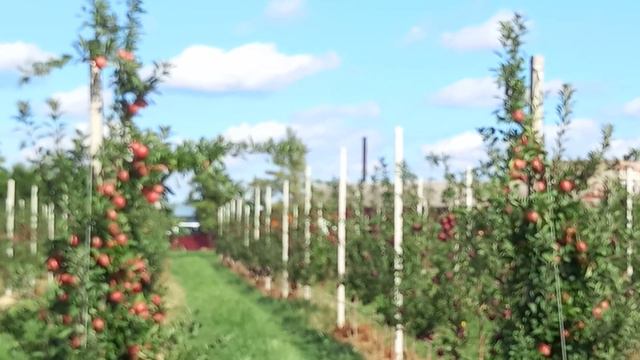 Сад "БАМ" - "Акимовские сады"- Ленинградский район.Часть 1. смотреть онлайн