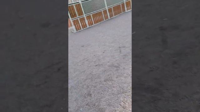 Тренировка штрафных смотреть онлайн