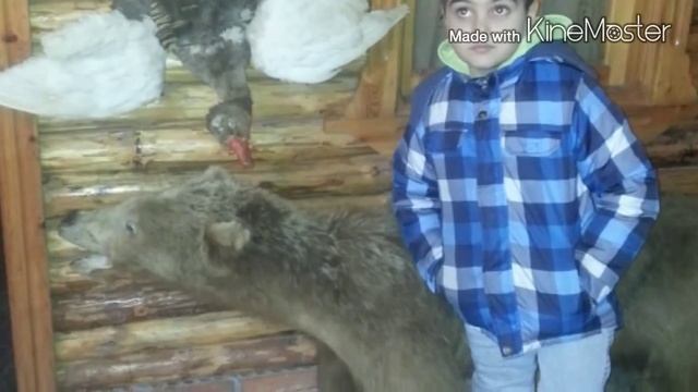 Путешествие в Бакуриани Грузию смотреть онлайн
