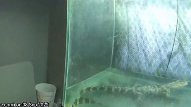 VIDEO: Game and Fish tiger hunt leads to alligator, drugs, instead смотреть онлайн