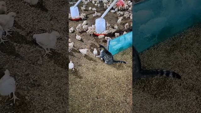 Слишком дерзкая еда.