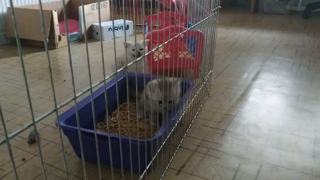 МЯУКАНЬЕ КОТЯТ СКОТТИШ СТРАЙТ ? ЗАБАВНЫЕ КОТЯТА МЯУКАЮТ ТАК МИЛО! ГОВОРЯЩИЕ КОТЫ смотреть онлайн