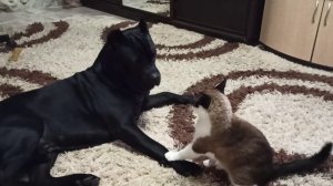прикольные видео Кане Корсо с кошкой