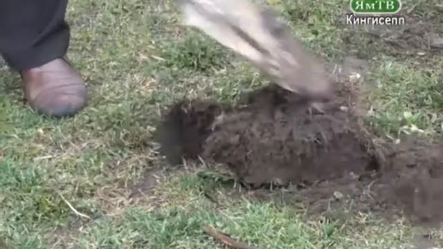 ЯмТВ Сирень Победы в Кингисеппе смотреть онлайн