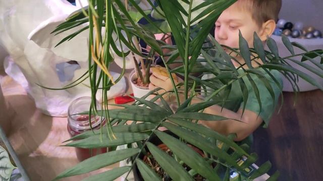 разбираю флорариум?алоказии ?грунт для алоказий?