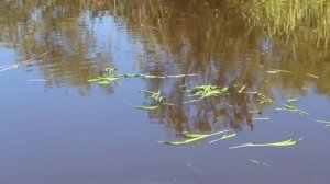 Кормление белого амура травой на приусадебном пруду