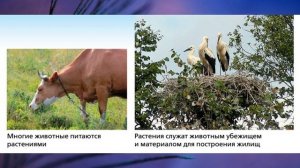 §17 «Покрытосеменные (цветковые) растения», Биология 5 класс, Сивоглазов, Плешаков.mp4