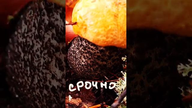 сбор грибов #mushroom #shortsvideo https://youtu.be/fzC-29Mce4w?si=I-qDuDBjkRGv4Ha3 смотреть онлайн