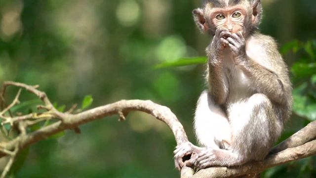 Monyet Kecil Hitam Lucu Yang Senang Bermain-main