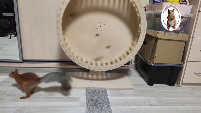 Беличий фитнес... ?♂️ Бельчонок смотрит в зеркало и... снова в колесо ? Squirrel fitness смотреть онлайн