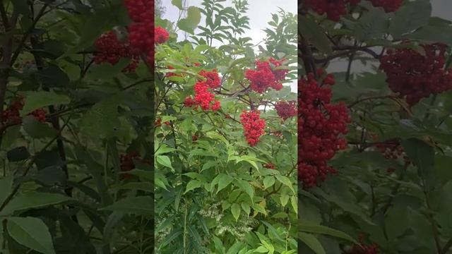 Бузина красная 1 часть смотреть онлайн