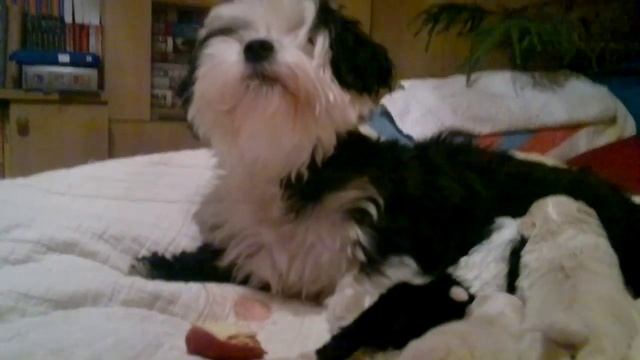 3 weeks old Bichon havanese puppies смотреть онлайн