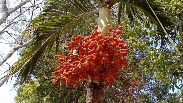 Adonidia Merrillii, #manila  Palm, Адонидия Мерриллии, Манильская пальма,, Telapak Tangan Manila