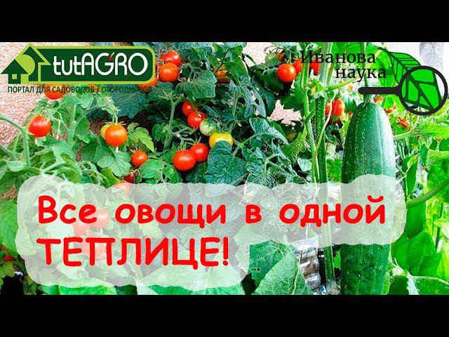 ОЧЕНЬ ВЫГОДНОЕ СОСЕДСТВО! Томаты, огурцы и баклажаны... В ОДНОЙ ТЕПЛИЦЕ! смотреть онлайн