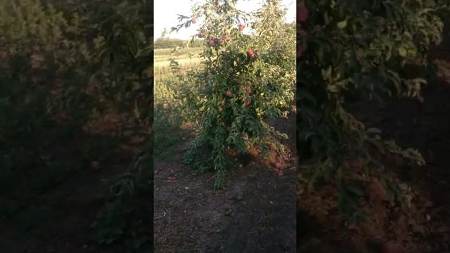 Интенсивный яблоневый сад,сорт вильямс прайд. смотреть онлайн