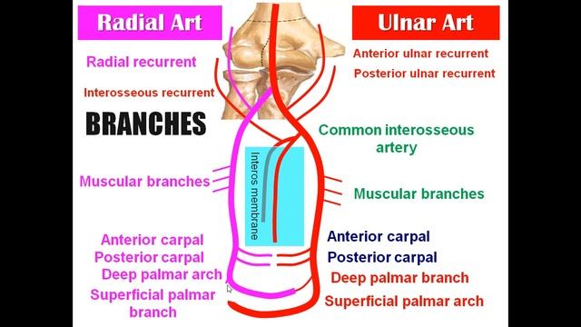 Ulnar Artery and Radial Artery, Dr Adel Bondok смотреть онлайн