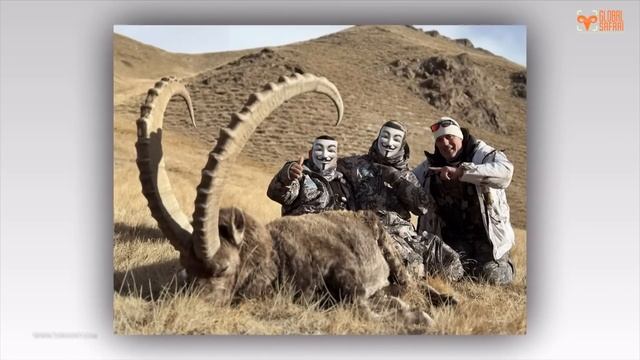Marco Polo and Mid Asian ibex hunting in Kyrgyzstan-2022 смотреть онлайн