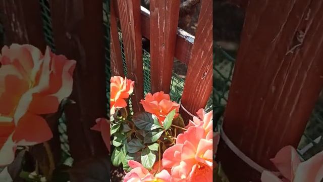 Как выглядит красивейшая роза . Сорт Вестерленд. смотреть онлайн