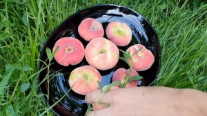 Инжирный персик УФО 4 просто красавчик !!!