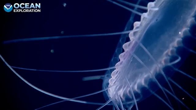 9 Strange Deep Ocean Creatures Found in Alaska - New ROV Encounters 2023 смотреть онлайн