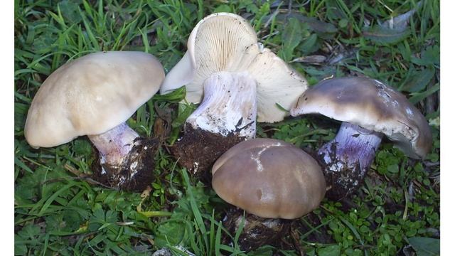 El pie violeta (Lepista personata) смотреть онлайн