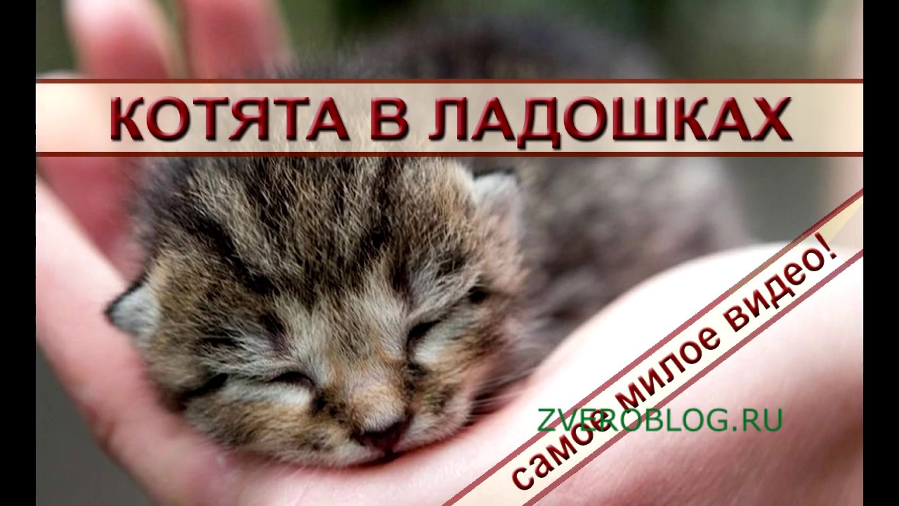 Котята в ладошках: милое видео о животных смотреть онлайн