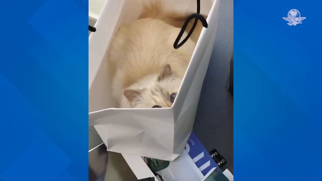 Choupette, la gatita heredera de la fortuna de Karl Lagerfield смотреть онлайн