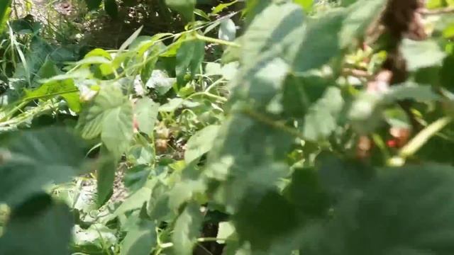 НОВЫЕ  сюрпризы СТАРОГО дома