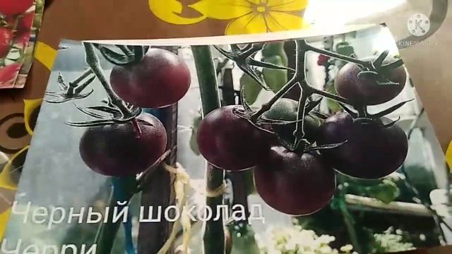 Томаты черри в моей коллекции. Часть 1. смотреть онлайн